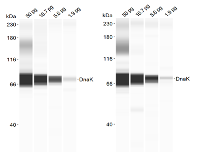 Abby Chemiluminescent Detection Provides Picogram Sensitivity