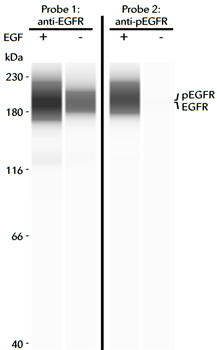 Abby Demonstrates the Ability to Use Total and Phospho-specific Antibody Pairs in a Single RePlex Experiment