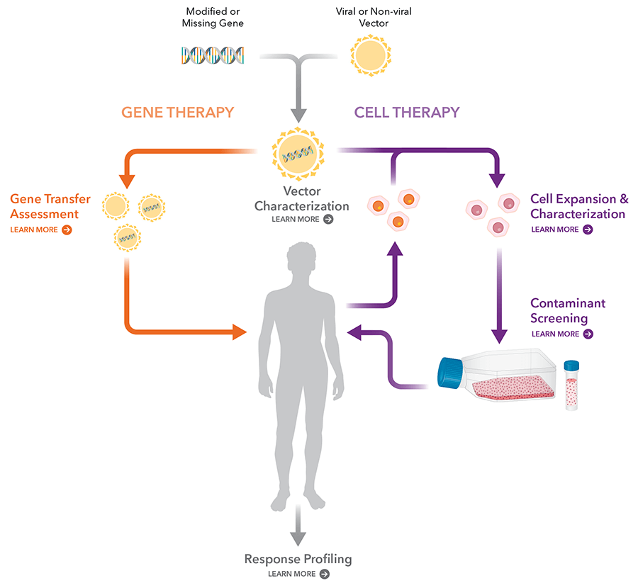 Cell-based Gene Delivery Using Autologous Patient Cells Versus Direct Delivery Adeno-assisted Virus Injection Modified or missing gene treatment delivery flow diagrams using cell-based delivery and direct delivery methods