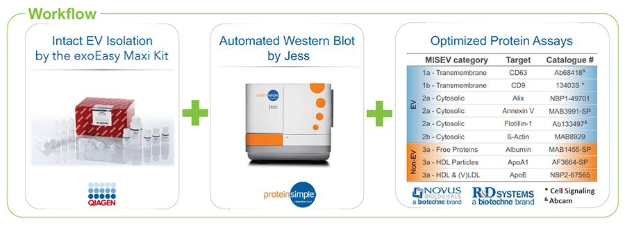 Extracellular Vesicle Protein Analysis Workflow with exoEasy Kits and Simple Western Instruments