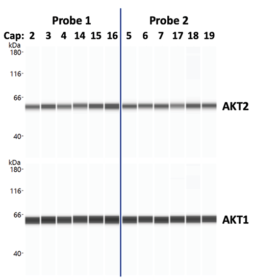 Proteins detected in a RePlex assay show excellent reproducibility and similar signal intensity across both 