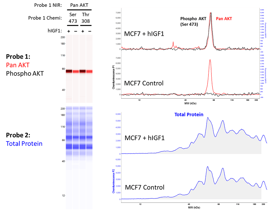Quantitative Western Blotting Results for Probe 1 Phospho AKT and Probe 2 Total Protein Detection with Chemiluminescence MCF7 + hlGF1 and MCF7 Control Peak Results