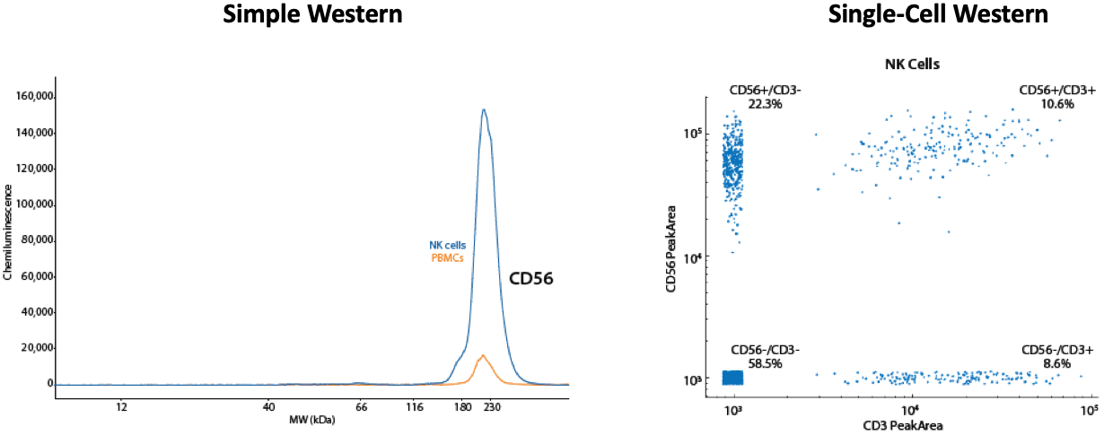 Simple Western Chemiluminescence CD56 and Single-Cell Western CD56 PeakArea Immune Cell Population Test Results