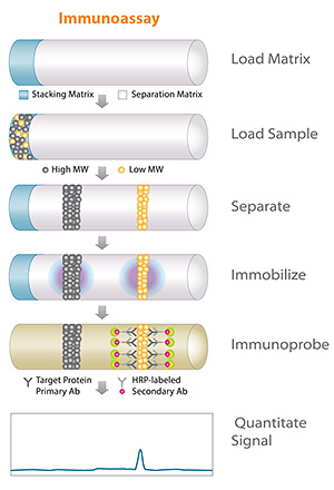 Immunoassay Workflow Using Automated Western Blotting with Simple Western Technology