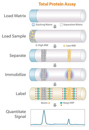 Total Protein Assay Workflow Using Automated Western Blotting with Simple Western Technology