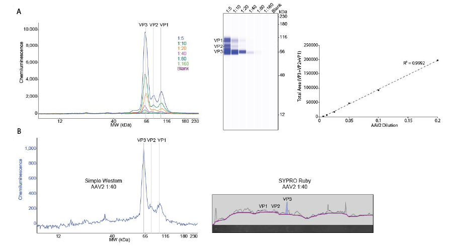 Comparison of AAV Total Protein Detection with SYPRO Ruby and 5X Labeling Reagent with Simple Western