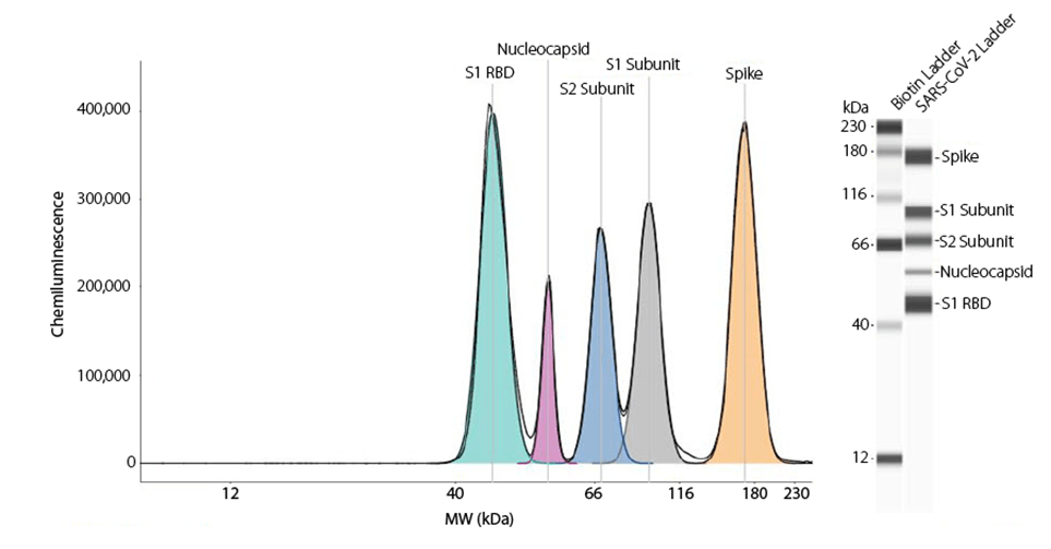 Detection of All Five Antigens in a Single Capillary Using the SARS-CoV-2 Multi-Antigen Serology Module