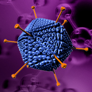 Helper-dependent adenovirus icon