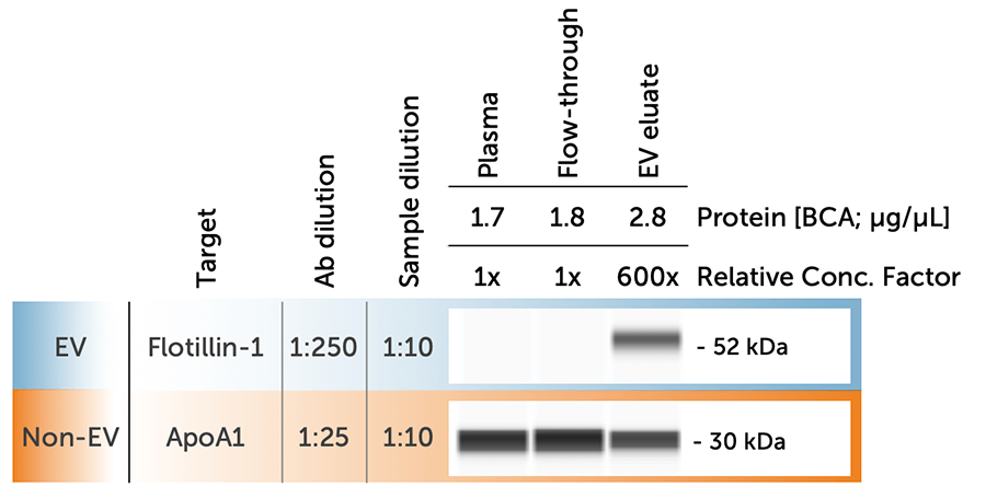 EV Protein Expression Across Plasma Fractions Using exoEasy Maxi Kit (QIAGEN) and Simple Western Automated Western Blot (ProteinSimple)